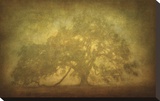 St Joe Plantation Oak in Fog 3