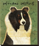 Shetland Sheepdog (Tri-Color)