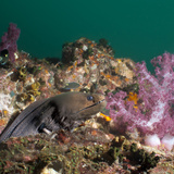 Giant Moray Eel (Gymnothorax Javanicus)  Southernthailand  Andaman Sea  Indian Ocean