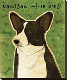 Cardigan Welsh Corgi