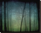 Monterey Pines in Fog 2