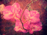 Pink Christmas Orchid