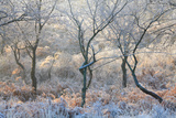 Forest Frost
