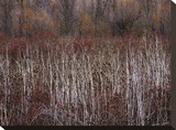 Teasel and Rosehips III