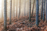 Forest Peace