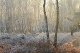 Forest Dawn