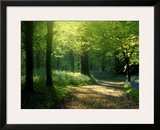 Track Leading Through Lanhydrock Beech Woodland with Bluebells in Spring  Cornwall  UK