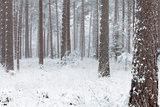 Winter Snows