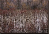 Teasel and Rosehips III
