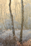 Forest Mist
