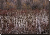 Teasel and Rosehips III