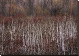 Teasel and Rosehips III