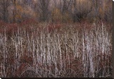Teasel and Rosehips III