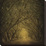 Evergreen Oak Alley (vertical view)