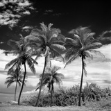 Coconut Trees  Santa Maria Beach  Havana  Cuba