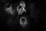 Ghost Flowers