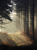 Forest Light