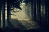 Forest Beam