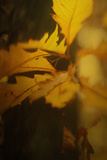 Study of Autumn Leaves VI