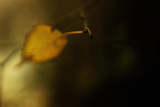 Study of Autumn Leaves V
