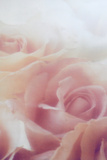Sleeping Roses