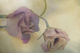Lisianthus I