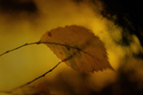 Study of Autumn Leaves IV