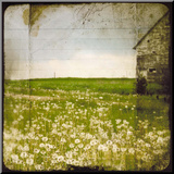 Field II