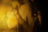 Study of Autumn Leaves II