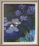 Water Lilies and Agapanthus