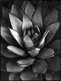 Century Plant