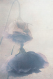 Lisianthus III