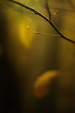 Study of Autumn Leaves VII