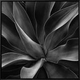 Century Plant