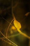 Study of Autumn Leaves VIII