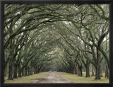 Moss-Covered Plantation Trees  Charleston  South Carolina  USA