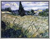 Landscape with Green Corn