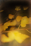 Study of Autumn Leaves III