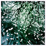 Cherry and Pear Tree Petals and Reflections on the Hood of a Car
