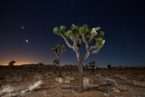 Stars over Joshua Trees in the Desert