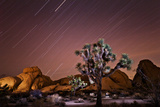 Star Trails over Joshua Trees and Granite Formations in the Desert