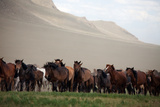A Herd of Horses on the Mongolian Steppe