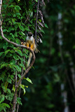 A Squirrel Monkey on a Vine