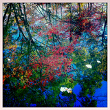 Fall Leaves Reflected in a Pond