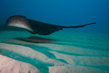 A Marbled Ray Hovers over the Sandy Ocean Floor