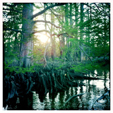 Cypress Tree and Roots on the Chickahominy River
