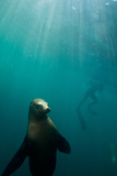 A Sea Lion Checks Out the Cameraman with a Swimmer in the Background