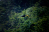 A Flying Chestnut Mandibled Toucan