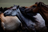 Horses Gallop across the Mongolian Steppe