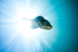 A Sea Lion Descends in a Beam of Light